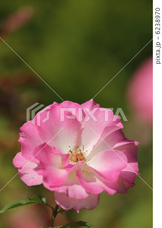 バラ　マチルダ 6238970