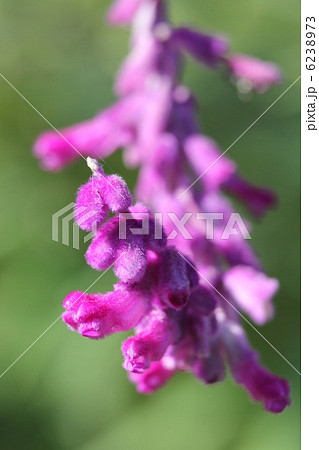 サルビア・レウカンサ 6238973