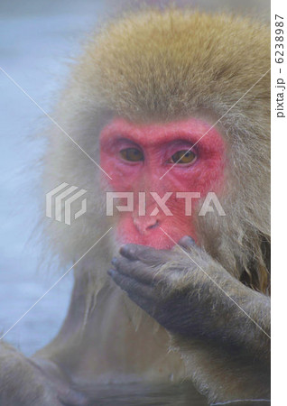 地獄谷の温泉猿 6238987