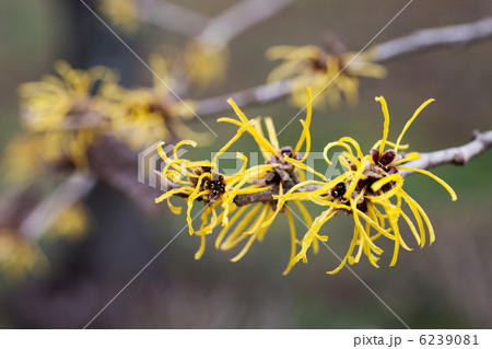 シナマンサク 6239081