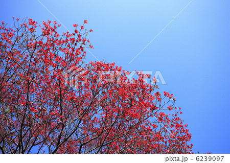 春に咲く花 花ミズキの花 春に咲く花 花ミズキの花 6239097