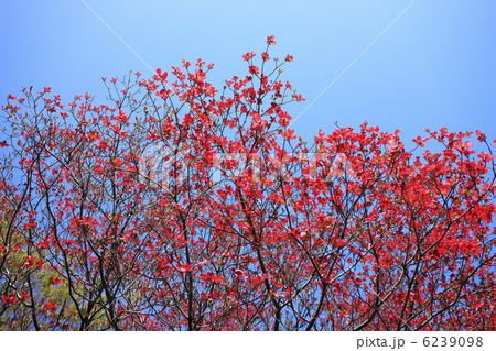 春に咲く花　花ミズキの花 6239098