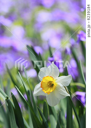 春に咲く花 水仙と紫菜花 春に咲く花 水仙と紫菜花 6239184