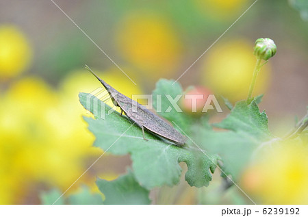 オンブバッタと菊の葉 6239192