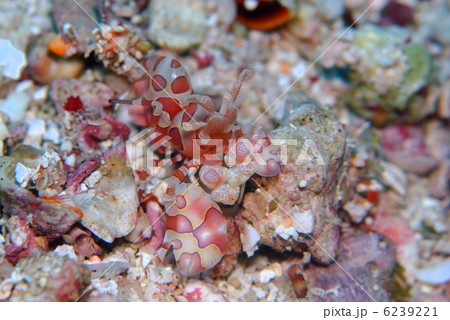 フリソデエビ フリソデエビ 6239221