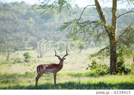 Antelope Antelope 6239415