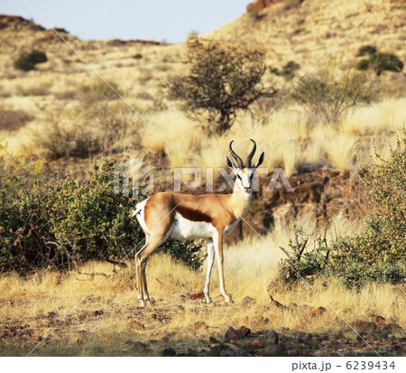 Antelope 6239434