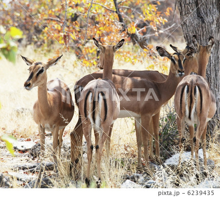 Antelope 6239435