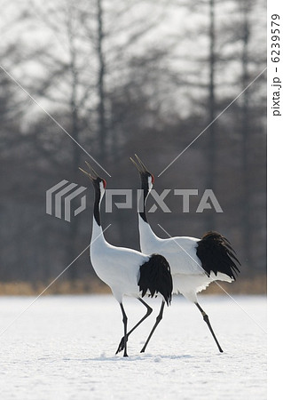 タンチョウ 6239579