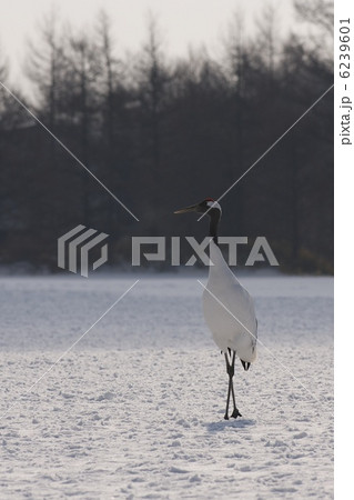 タンチョウ 6239601