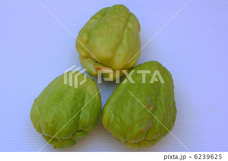 ハヤトウリ 6239625