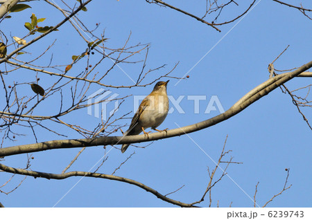 シロハラ 6239743