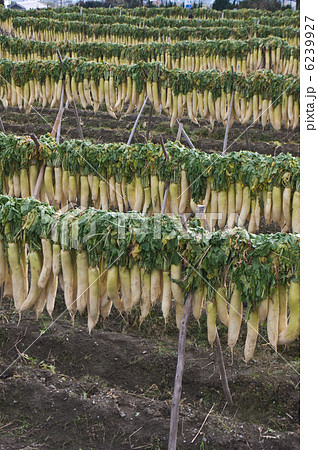 大根の天日干し1 6239927