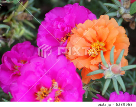 マツバボタン（八重） 6239968