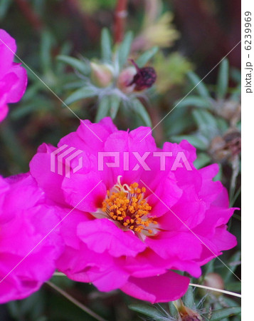 マツバボタン(八重) マツバボタン(八重) 6239969