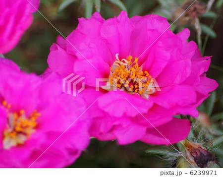 マツバボタン（八重） 6239971