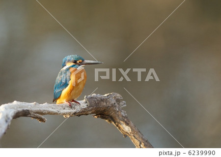 カワセミ 6239990