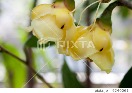 金花茶花 6240061