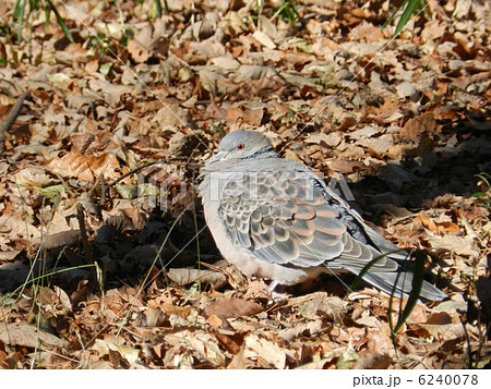 キジバト（雉鳩） 6240078