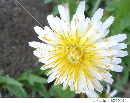 白いタンポポ(シロバナタンポポ) 白いタンポポ(シロバナタンポポ) 6240144