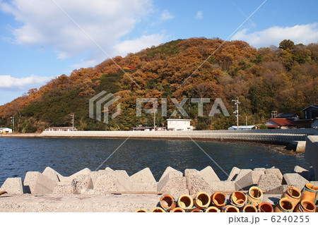 真鍋島　晩秋の風景 6240255