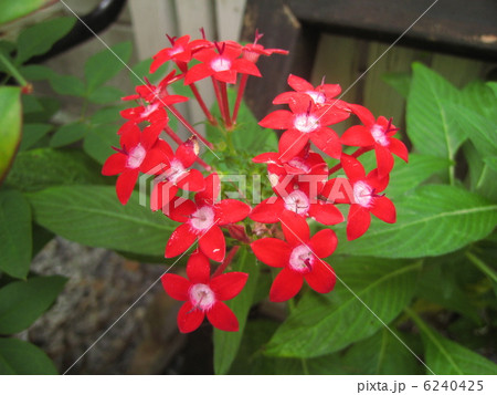 ペンタスの花 6240425