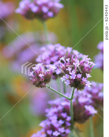 サンジャクバーベナ(三尺バーベナ):柳花笠 サンジャクバーベナ(三尺バーベナ):柳花笠 6240443