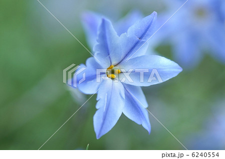花韮　青いハナニラ 6240554
