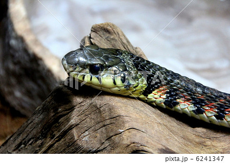 ヤマカガシ 6241347