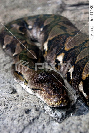 アミメニシキヘビ 6241430