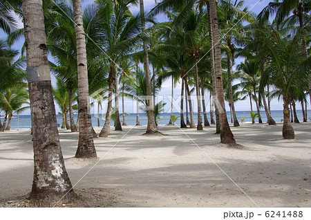 フィリピン、ボホール島のココナツ林と海 6241488