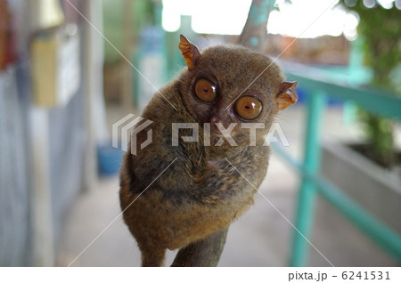 フィリピンに生息するメガネザル ターシャの写真素材