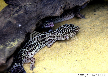 ヒョウモントカゲモドキ ヒョウモントカゲモドキ 6241555