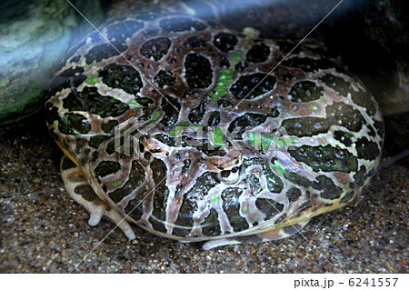 ベルツノガエル ベルツノガエル 6241557