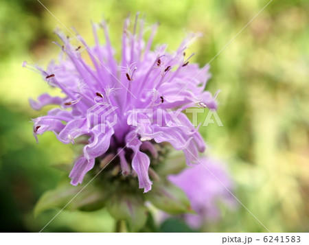 モルダナ(薄紫）：ベルガモット 6241583