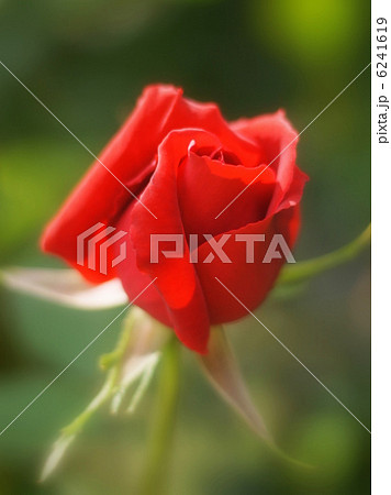 赤いバラ（オリンピアード） 6241619