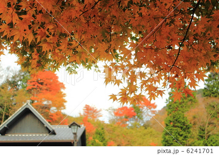 箱根の関所と紅葉 6241701