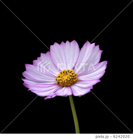 花_6307 6242020