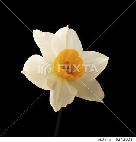 花_8030 6242021