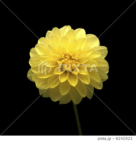 花_1403 6242022