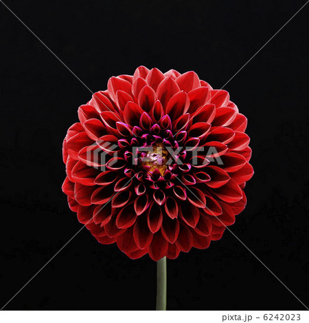 花_0426 6242023