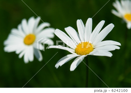 マーガレット 6242100