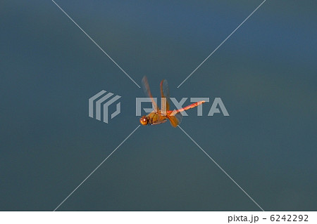 キトンボ キトンボ 6242292