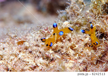 ウデフリツノザヤウミウシ ウデフリツノザヤウミウシ 6242513