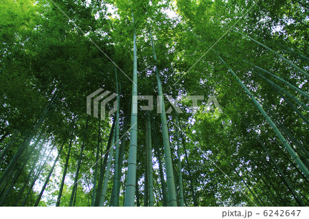 化野念仏寺竹林 6242647