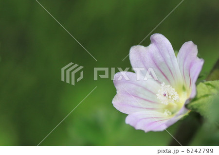 ゼニバアオイの花 6242799