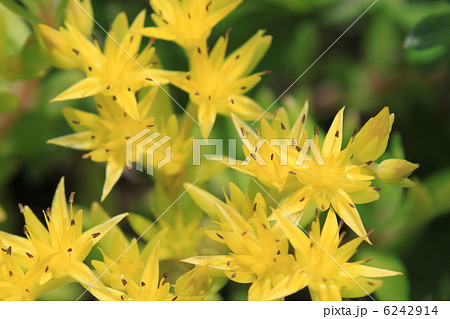 ツルマンネングサの花 ツルマンネングサの花 6242914