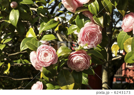 満開の「乙女椿」（東京都台東区） 6243173