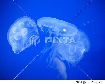 水海月 水海月 6243177