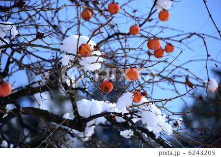 雪と柿2 雪と柿2 6243205